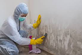 Best Water Damage & Mold Remediation in USA